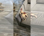 Small Photo #2 Chihuahua-Unknown Mix Puppy For Sale in Oakhurst, NJ, USA