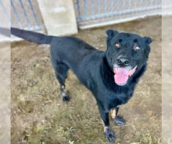 Medium Photo #3 German Shepherd Dog Puppy For Sale in Riverside, CA, USA
