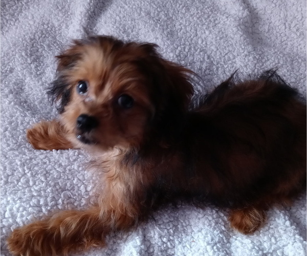Medium Photo #3 Shih-Poo Puppy For Sale in JACKSONVILLE, OH, USA