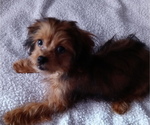 Small Photo #3 Shih-Poo Puppy For Sale in JACKSONVILLE, OH, USA