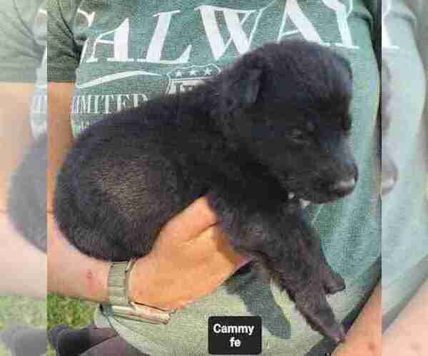 Medium Photo #12 German Shepherd Dog Puppy For Sale in KANSAS CITY, MO, USA