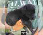 Small #11 German Shepherd Dog