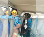 Small #1 Great Dane Mix