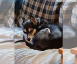 Small #5 German Shepherd Dog-Huskies  Mix