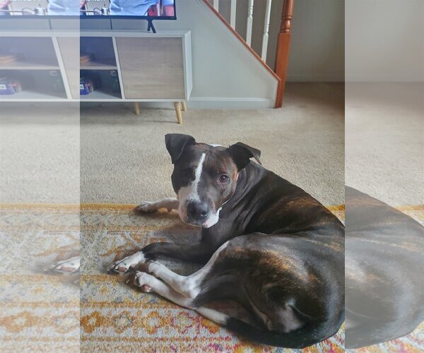 Medium Photo #2 American Pit Bull Terrier-Unknown Mix Puppy For Sale in COLUMBIA, MD, USA