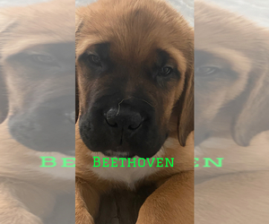 Mastiff-Saint Bernard Mix Puppy for sale in RED WING, MN, USA