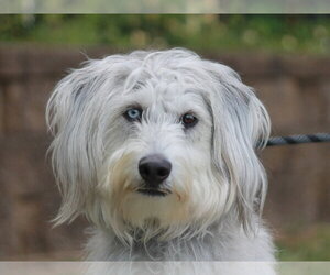 Poodle (Standard)-Siberian Husky Mix Dogs for adoption in Cookeville, TN, USA