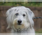 Small Poodle (Standard)-Siberian Husky Mix
