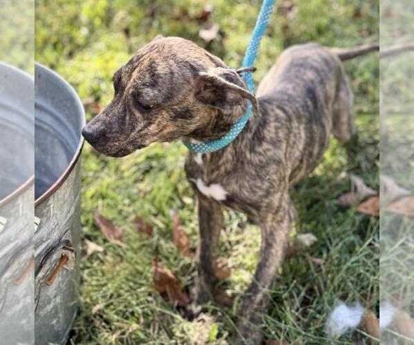 Medium Photo #2 Chihuahua-Unknown Mix Puppy For Sale in Yardley, PA, USA