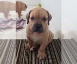 Small Photo #5 Boerboel Puppy For Sale in LA CROSSE, VA, USA