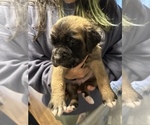 Small Photo #9 Cane Corso-Saint Bernard Mix Puppy For Sale in LIVERMORE, CA, USA