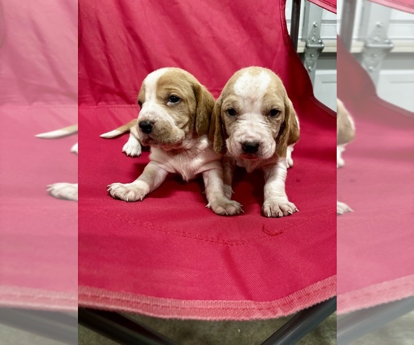 Medium Photo #1 Basset Hound Puppy For Sale in MANCHESTER, TN, USA