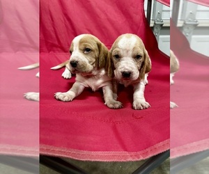 Basset Hound Puppy for Sale in MANCHESTER, Tennessee USA