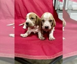 Image preview for Ad Listing. Nickname: Milo and Otis
