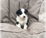 Small Photo #4 Aussie-Corgi Puppy For Sale in MAGNOLIA, AR, USA