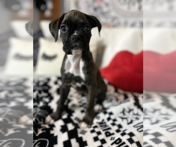 Medium Photo #5 Boxer Puppy For Sale in ROCKFORD, IL, USA