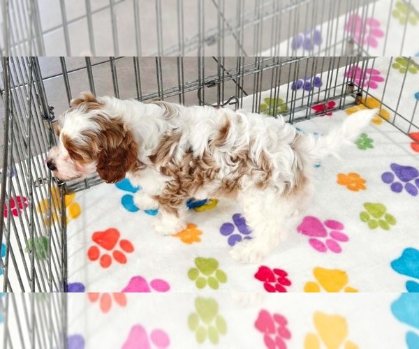 Medium Photo #6 Cavapoo (Miniature)-Poodle (Toy) Mix Puppy For Sale in ORO VALLEY, AZ, USA