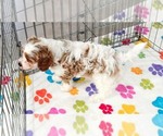 Small #5 Cavapoo (Miniature)-Poodle (Toy) Mix
