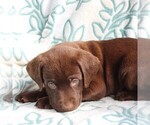 Small Photo #4 Labrador Retriever Puppy For Sale in CHARLOTT HALL, MD, USA