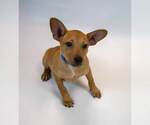 Small #1 Jack Russell Terrier Mix