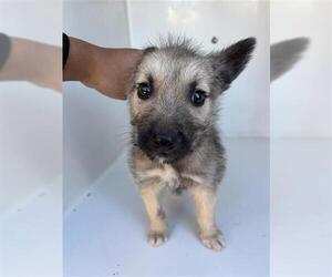 Border Terrier-Unknown Mix Dogs for adoption in Houston, TX, USA