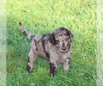 Small Photo #58 Goldendoodle Puppy For Sale in HOWARD CITY, MI, USA