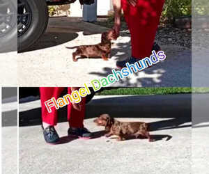 Dachshund Puppy for sale in CUTLER BAY, FL, USA