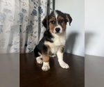 Small #17 Aussie-Corgi