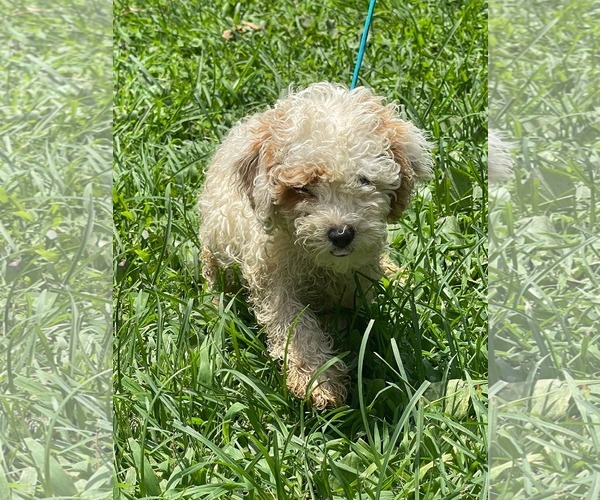 Medium Photo #1 Poodle (Miniature) Puppy For Sale in HOPKINSVILLE/PRINCETON, KY, NH, USA