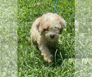 Poodle (Miniature) Dogs for adoption in HOPKINSVILLE/PRINCETON, KY, NH, USA