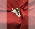 Small Photo #3 Jack Russell Terrier Puppy For Sale in MANSFIELD, TX, USA