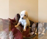 Small Photo #1 Poodle (Standard) Puppy For Sale in HOPKINSVILLE, KY, USA