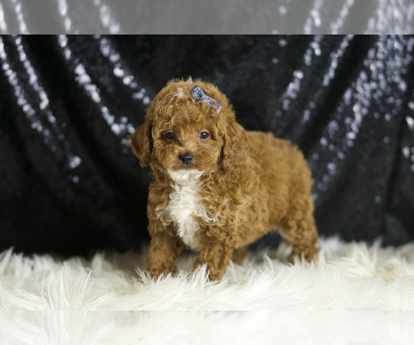 Medium Photo #3 Poodle (Toy) Puppy For Sale in WARSAW, IN, USA