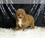 Small #2 Poodle (Toy)