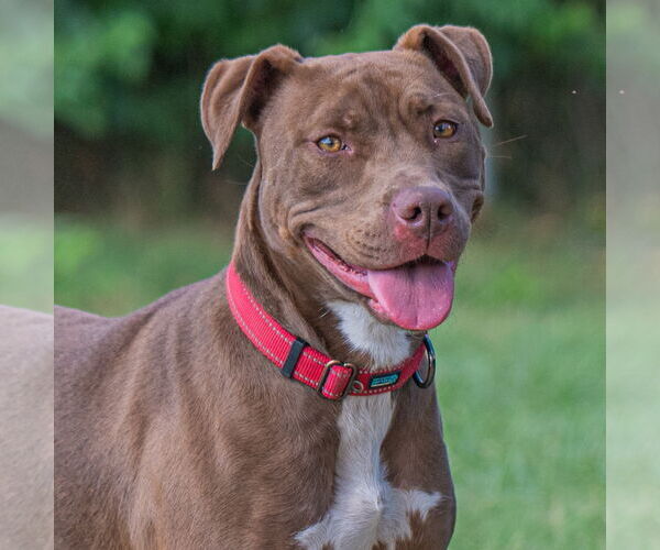 Medium Photo #19 American Pit Bull Terrier-Chocolate Labrador retriever Mix Puppy For Sale in Munford, TN, USA