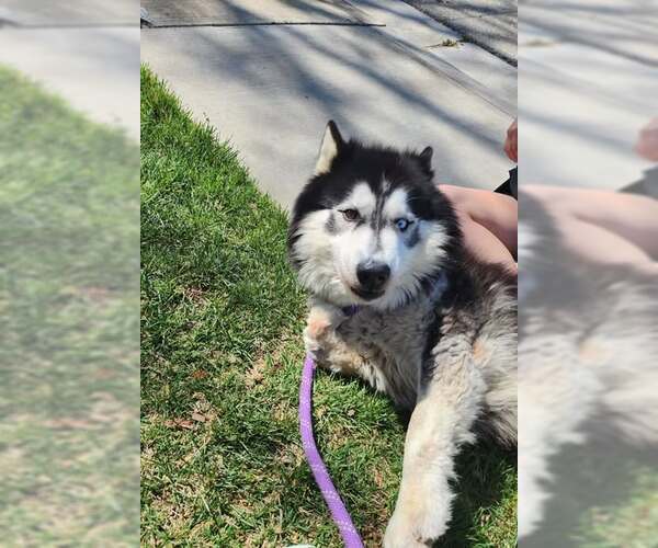Medium Photo #5 Siberian Husky-Unknown Mix Puppy For Sale in Elk Grove, CA, USA