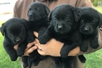 Small Photo #16 Labrador Retriever Puppy For Sale in FORT RECOVERY, OH, USA
