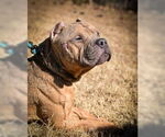 Small #15 Staffordshire Bull Terrier