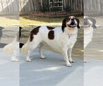 Wilbur - Male Cocker Spaniel-Unknown Mix Dog for Adoption - Small photo