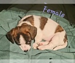 Small #2 Jack Russell Terrier-Shih Tzu Mix