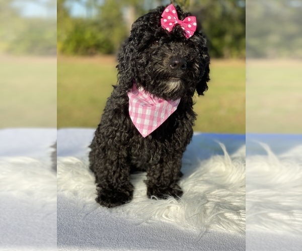 Medium Photo #15 Goldendoodle Puppy For Sale in FROSTPROOF, FL, USA