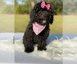 Small Photo #15 Goldendoodle Puppy For Sale in FROSTPROOF, FL, USA