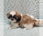 Small #2 Shih Tzu