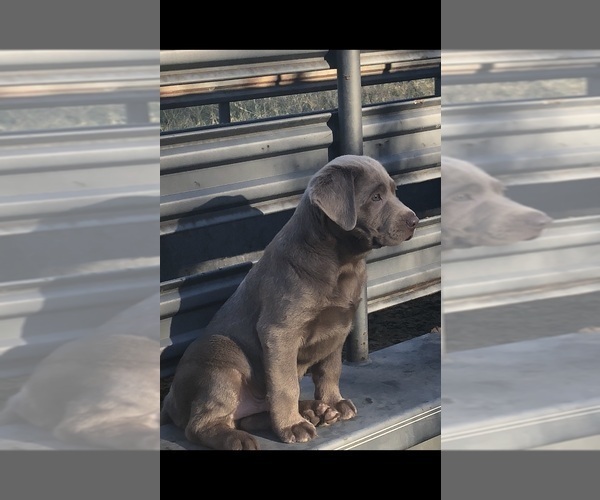 Medium Photo #3 Labrador Retriever Puppy For Sale in DEVINE, TX, USA