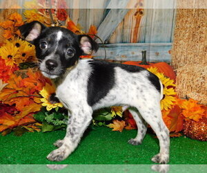 Australian Cattle Dog-Rat Terrier Mix Puppy for sale in HAMMOND, IN, USA