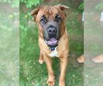 Small #5 Mastiff Mix
