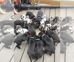 Great Dane Puppy for Sale in FORT DENAUD, Florida USA