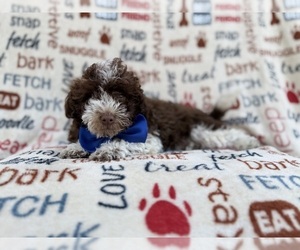 Havapoo Puppy for sale in LAKELAND, FL, USA