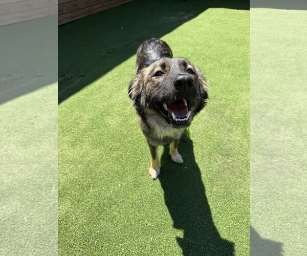Medium Photo #1 German Shepherd Dog-Unknown Mix Puppy For Sale in The Woodlands, TX, USA