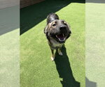 Small German Shepherd Dog Mix